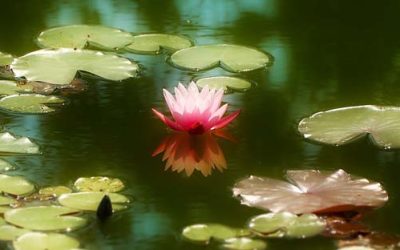 Una muerte tranquila