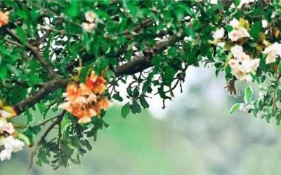 Tu naturaleza interior